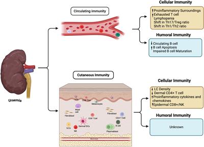 Cutaneous adaptive immunity and uraemia: a narrative review